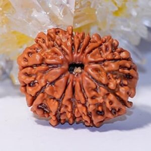 11 Mukhi Rudraksha