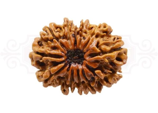 12 Mukhi Rudraksha - Image 2