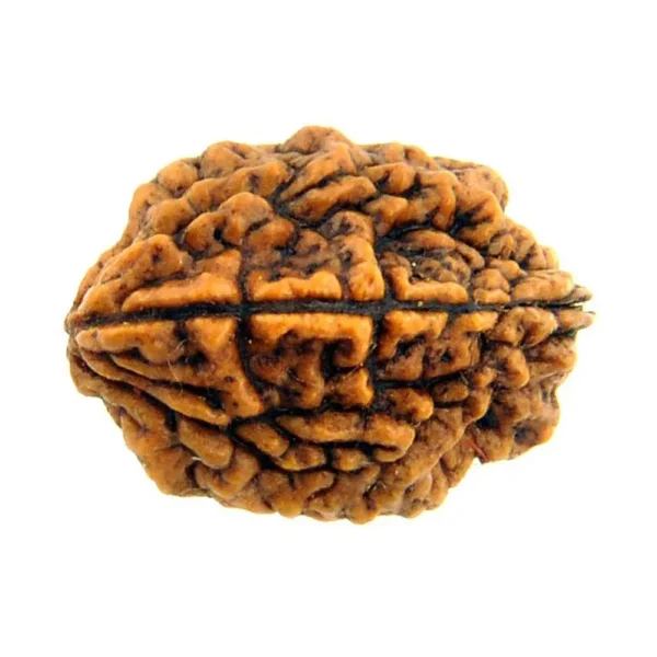 2 Mukhi Rudrakhsa