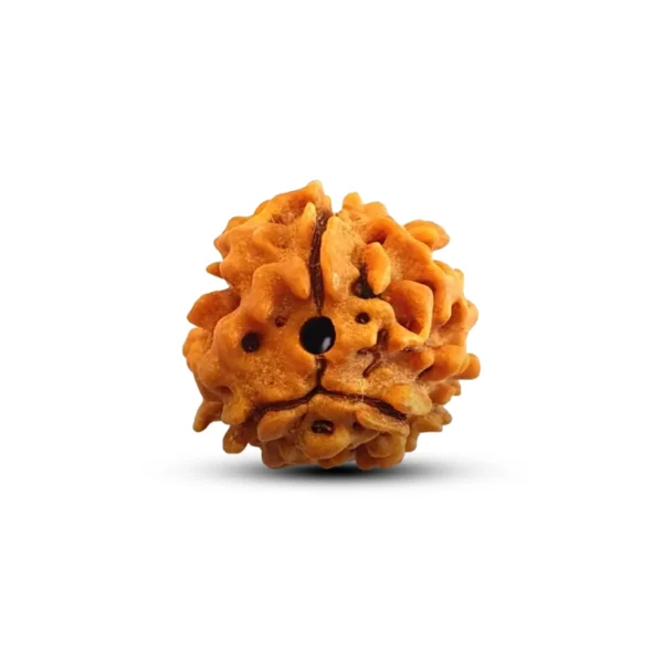 3 Mukhi Rudrakhsa - Image 3