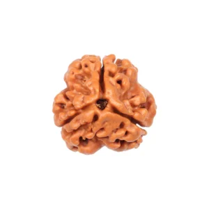3 Mukhi Rudrakhsa