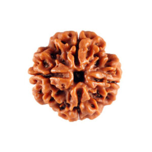 4 Mukhi Rudrakhsa