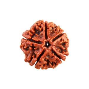 5 Mukhi Rudrakhsa