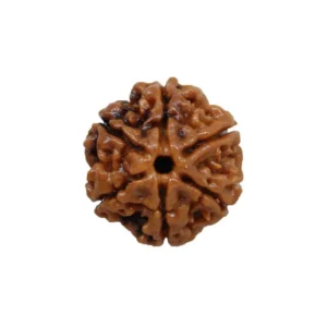 6 Mukhi Rudrakhsa