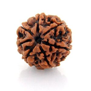 7 Mukhi Rudrakhsa