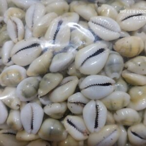 Lakshmi Gavvalu (Large 21Pcs)