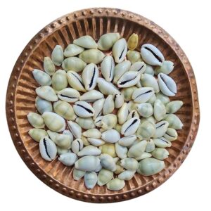 Lakshmi Gavvalu (Medium 21Pcs)