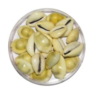 Lakshmi Gavvalu (Small 21Pcs)