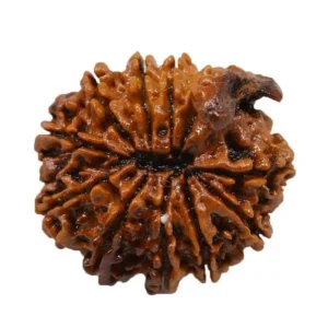Ganesh Mukhi Rudraksha