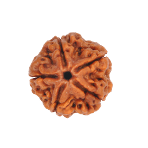 Rudraksha