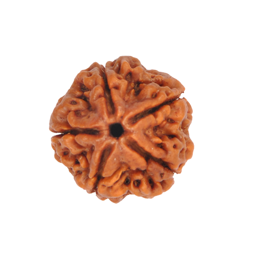 Rudraksha-Beads